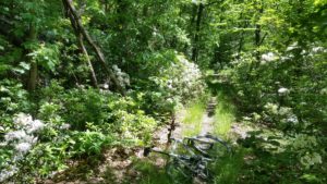 Woods, trail and mountain laurel