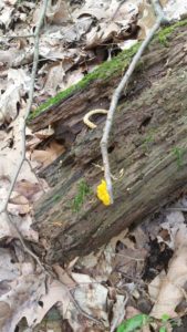 Yellow slime mold on twig