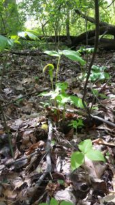 Jack in the pulpit.