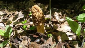 A morel on the forest floor.