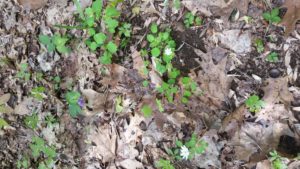 May flowers and last year's leaf litter.