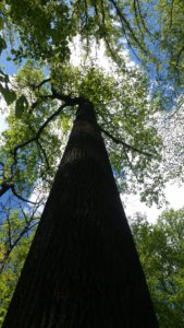 Looking up a tree trunk to the sky.