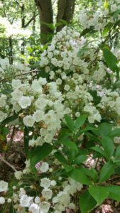 White mountain flowers