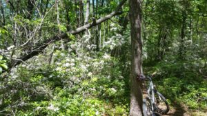 Blooming mountain laurel and bicycle