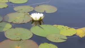 water lillies and flower