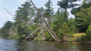 dead tree on lake shore