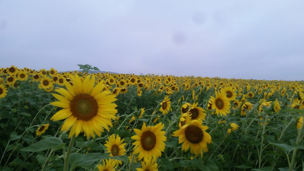 sunflowers