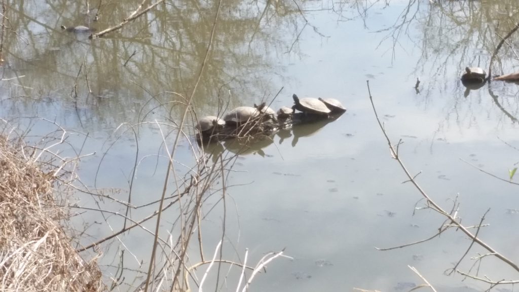 turtles on riverbank