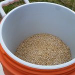 grain in a bucket