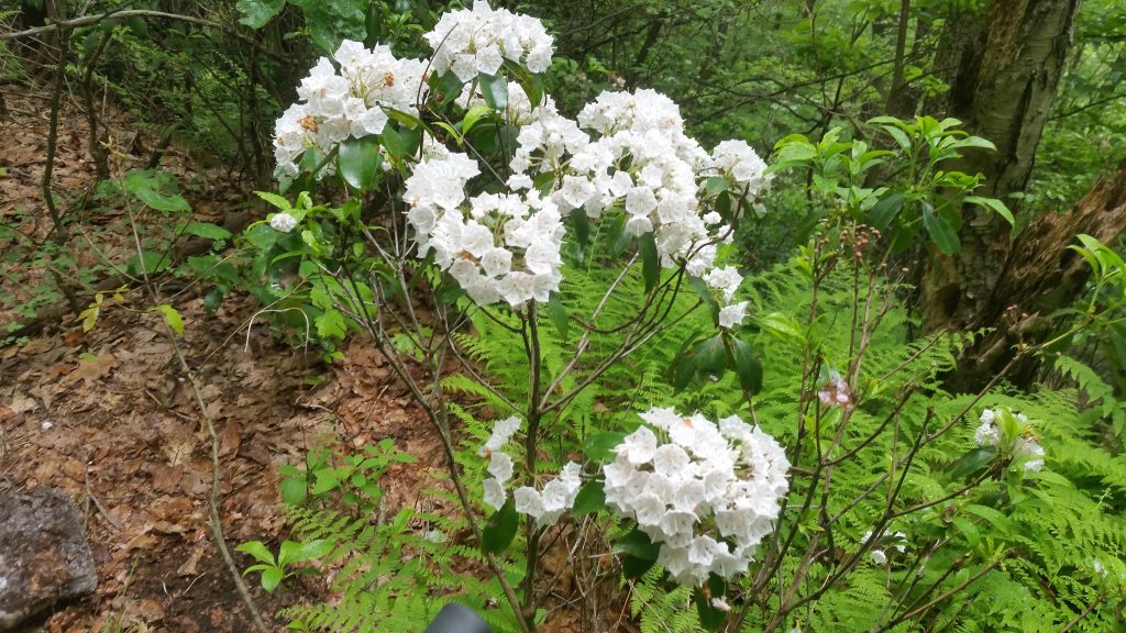 mountain laurel blossoms