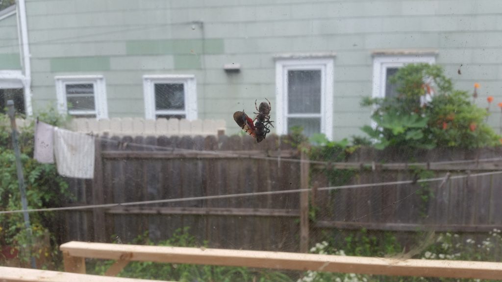 spider eating spotted lanternfly